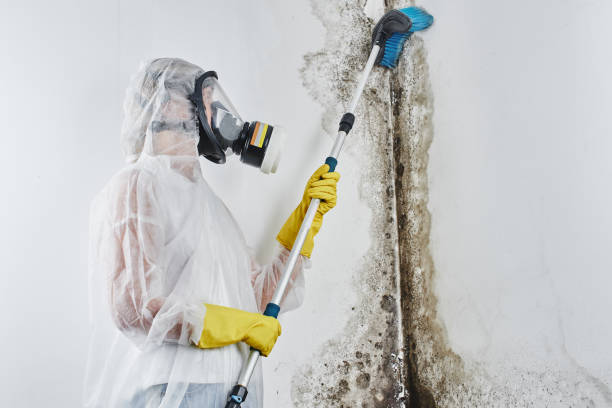 Best Residential Mold Remediation in Mesquite, NV