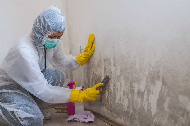 Best Mold Remediation for Specific Building Types in Mesquite, NV