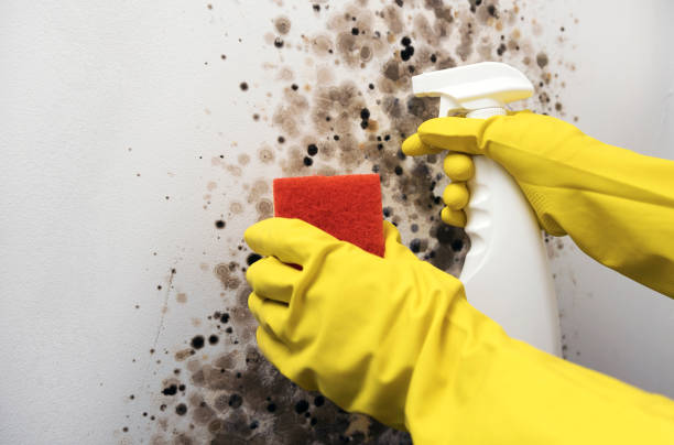 Best Insurance-Related Mold Remediation in Mesquite, NV