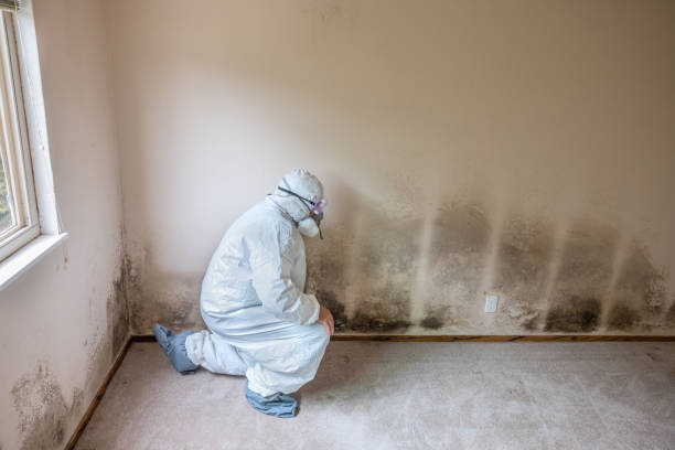 Trusted Mesquite, NV Mold Remediation Experts