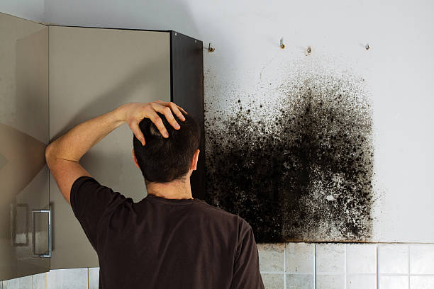Best Industrial Mold Remediation in Mesquite, NV